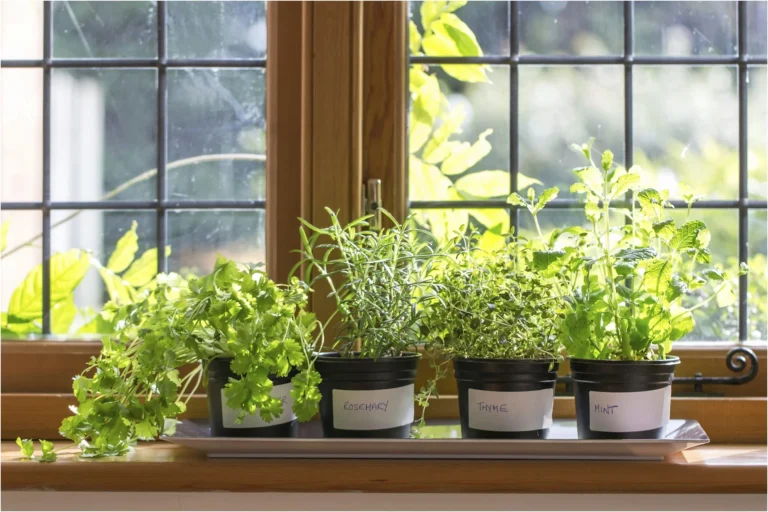 9 Medicinal Plants to Grow at Home in New Zealand