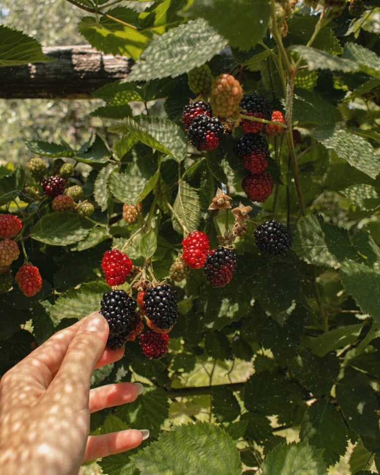 Mistakes to Avoid with Fruit Bushes in Piako Gardens