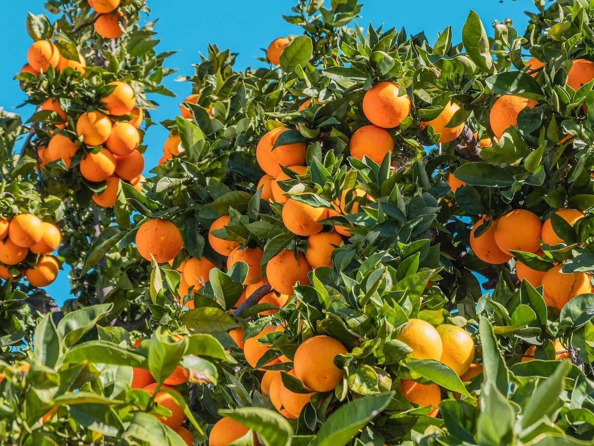 KLG Landscaping Design Waikato, Fruit Tree Pruning, Tree Care Maintenance